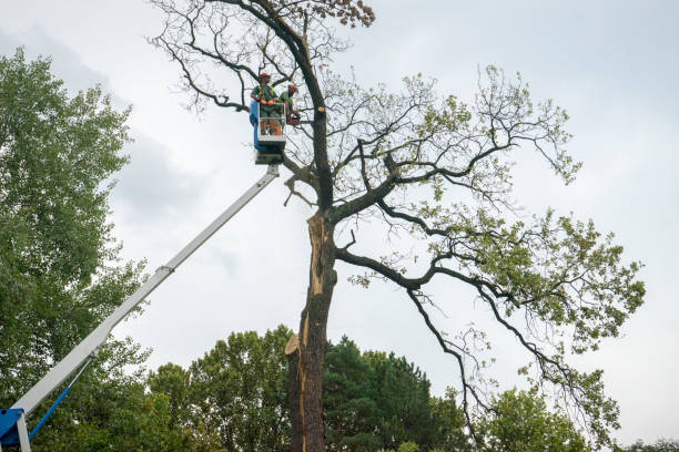 How Our Tree Care Process Works  in  Annapolis, MD